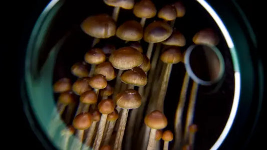 Psychedelic-Trips-Could-Soon-Be-Part-Of-Therapy-Here-s-What-Those-Sessions-Will-Look-Like Mental Joe