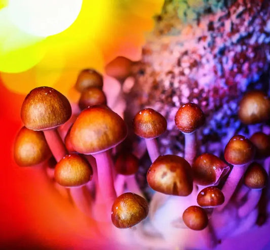 Psilocybin-Magic-Mushrooms-What-It-Is-Effects-And-Risks Mental Joe