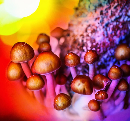 Psilocybin (Magic Mushrooms): What It Is, Effects And Risks