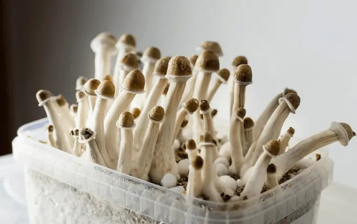 Magic-Mushrooms-are-Safe-to-Treat-Mental-Health-Conditions-First-Human-Trial-Finds Mental Joe